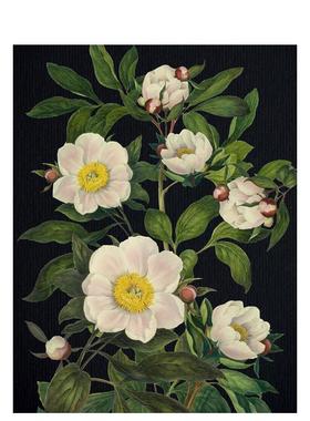 【预售】记事本-繁花英文文创笔记本Notebook进口原版平装14岁以上Blooming Flowers Journal Chartwell Books出版Editors of Ch