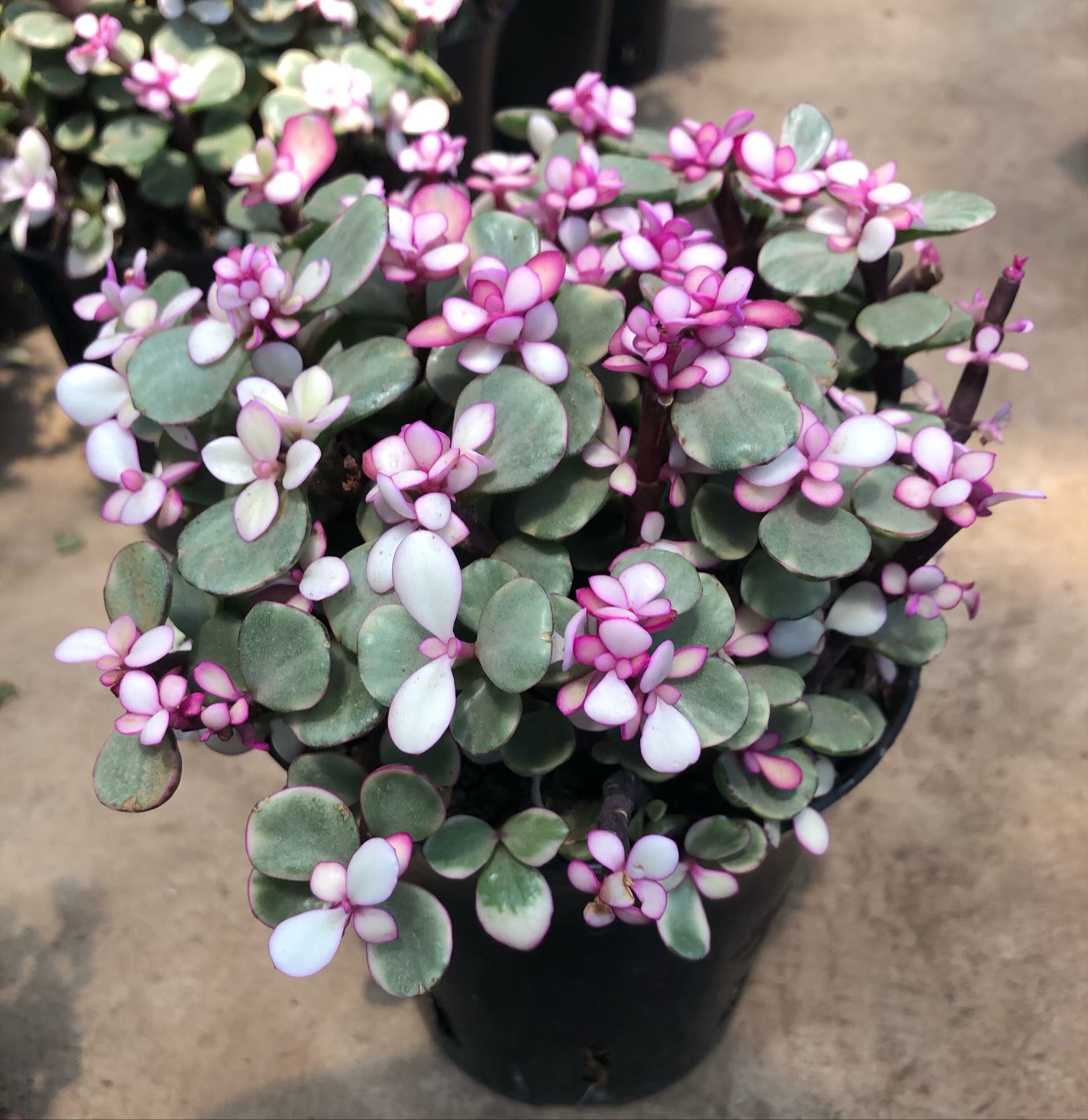 雅乐之舞 金枝玉叶 进口多肉植物  净化空气 常年开花耐活花卉