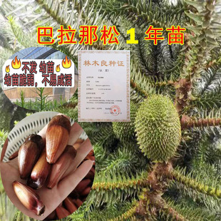 【1年苗】巴拉那松树苗云南正宗巴拉那引进松品种巴拉那松树苗