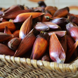 【1年苗】巴拉那松 树苗巴拉那松子树苗引进品种巴拉那松苗云南