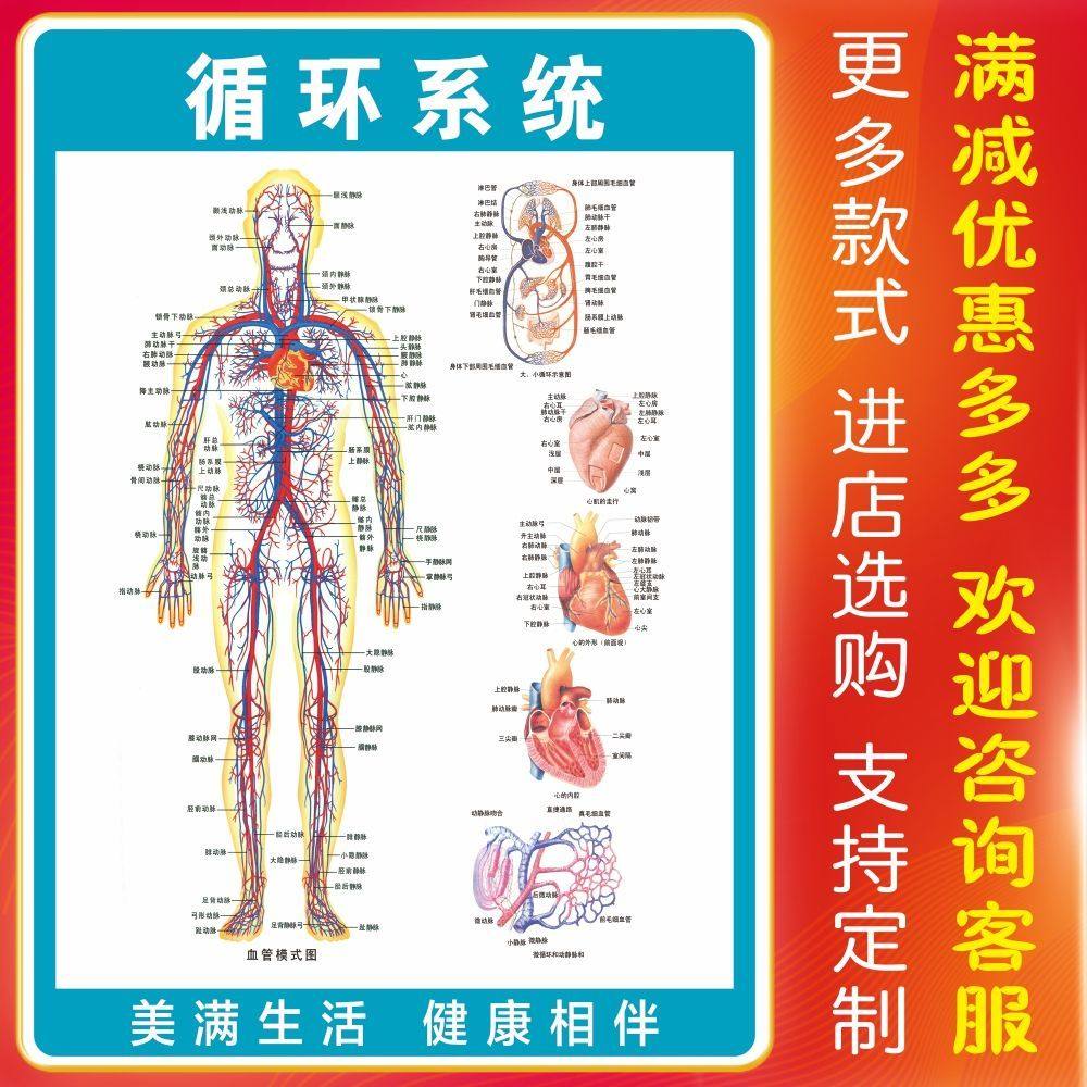 人体循环系统海报人体血管图解剖挂图肌肉与骨骼图片墙贴画宣传画
