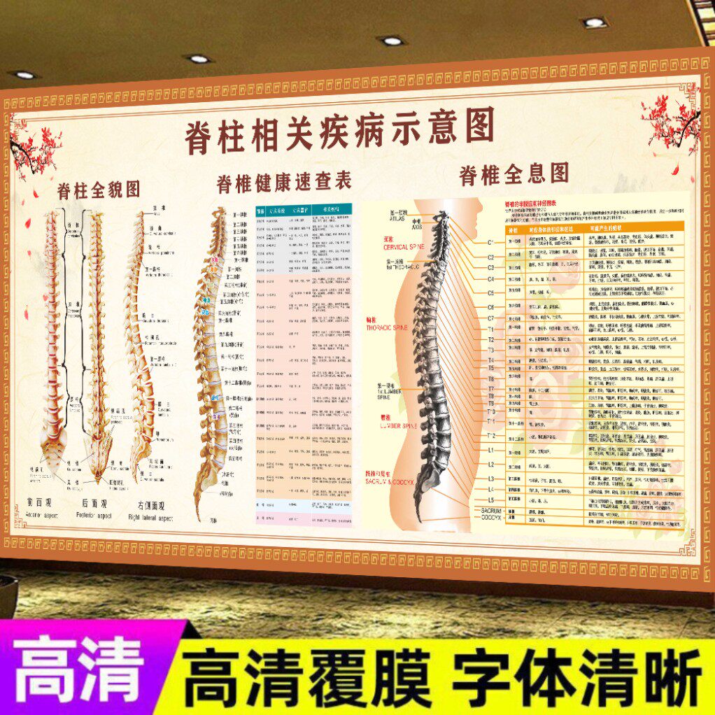 人体脊柱相关疾病示意图中医养生脊椎病理原因结构图正骨挂图海报
