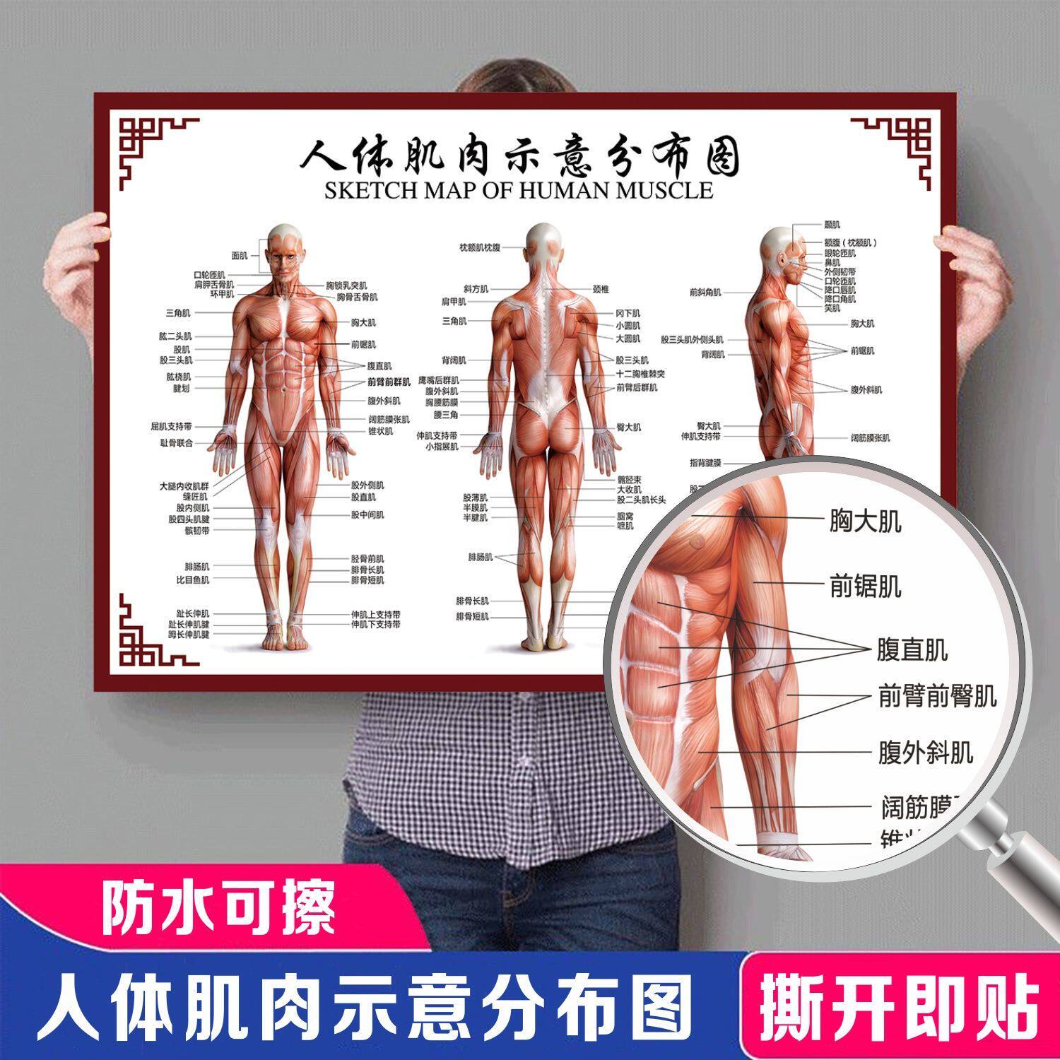 养生馆全身人体肌肉骨骼器官内脏解剖挂图海报广告图片宣传画贴纸