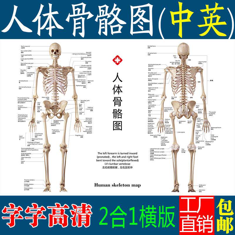 标准人体骨骼图大挂图片全身高清人体骨骼结构图解剖全身海报挂画