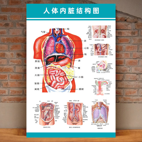 人体解剖彩色学骨骼结构图神经肌肉五脏六腑淋巴示意解刨器官挂图