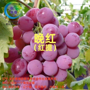 红提 贝达砧木嫁接葡萄苗 宝利葡萄苗繁育专业合作社
