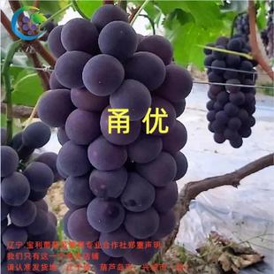 甬优1号  贝达砧嫁接葡萄苗 宝利葡萄苗繁育专业合作社
