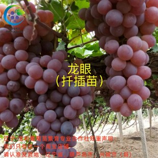 龙眼 宝利葡萄苗繁育专业合作社 扦插葡萄苗