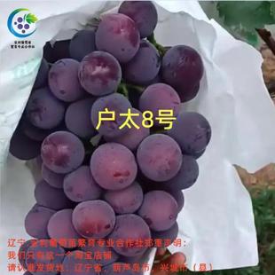户太8号  贝达砧嫁接葡萄苗 宝利葡萄苗繁育专业合作社