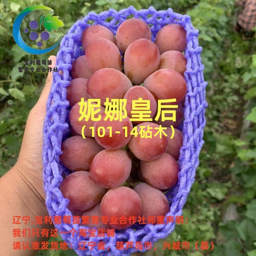 辽宁.宝利葡萄苗繁育专业合作社