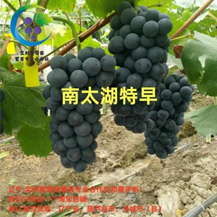 南太湖特早 贝达砧木嫁接葡萄苗 宝利葡萄苗繁育专业合作社