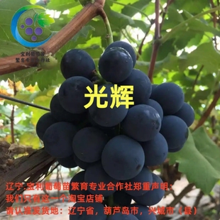 光辉 贝达砧木嫁接葡萄苗 宝利葡萄苗繁育专业合作社