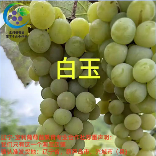 外观奇特嫦娥指葡萄苗果树苗