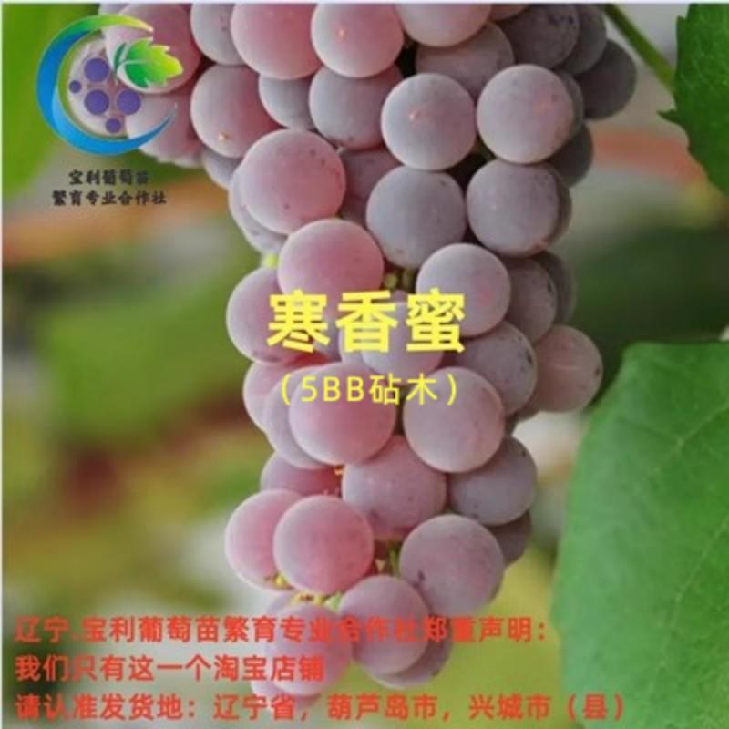 寒香蜜葡萄梗庭院爬藤嫁接