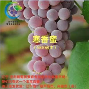 寒香蜜 5BB砧木嫁接葡萄苗宝利葡萄苗 苗细介意勿拍