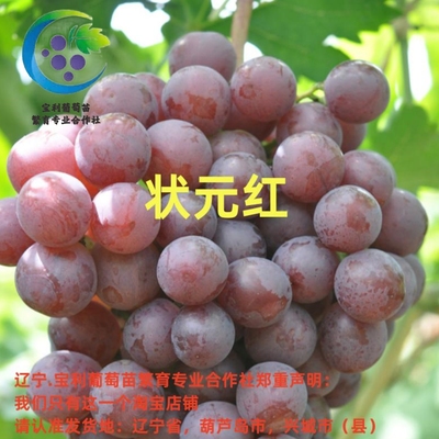 辽宁.宝利葡萄苗繁育专业合作社