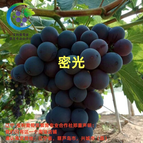 辽宁.宝利葡萄苗繁育专业合作社