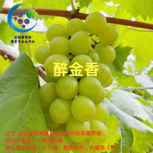 辽宁.宝利葡萄苗繁育专业合作社