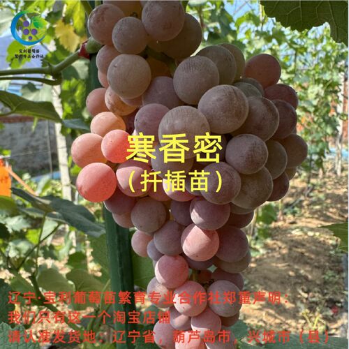 寒香蜜 扦插苗（粗） 裸根发货 宝利葡萄苗繁育专业合作社