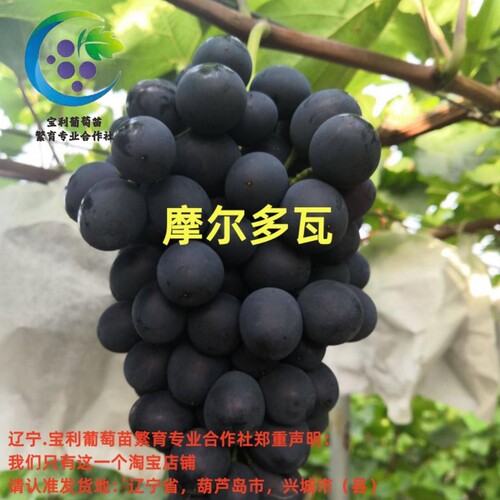 辽宁.宝利葡萄苗繁育专业合作社