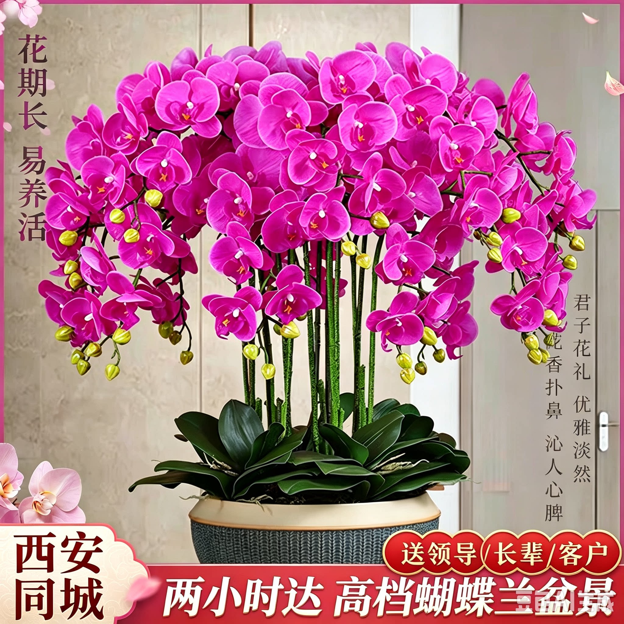西安蝴蝶兰盆栽大花型年宵送礼