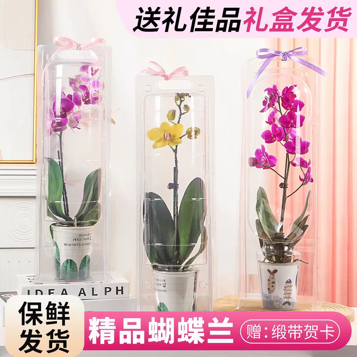 七夕告白蝴蝶兰手提花礼盒装