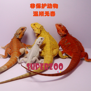 鬃狮蜥蜥蜴活物入门级宠物幼体温顺可爱不咬人成体爬宠爬虫小宠物