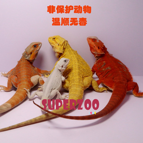 鬃狮蜥蜥蜴活物入门级宠物幼体温顺可爱不咬人成体爬宠爬虫小宠物