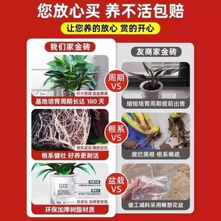 大叶金钻绿公主盆栽带花苞水培植物室内好养新房绿萝四季 花卉绿植