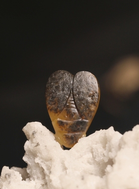 新疆和田玉籽料黑皮黄沁苏工玉蝉