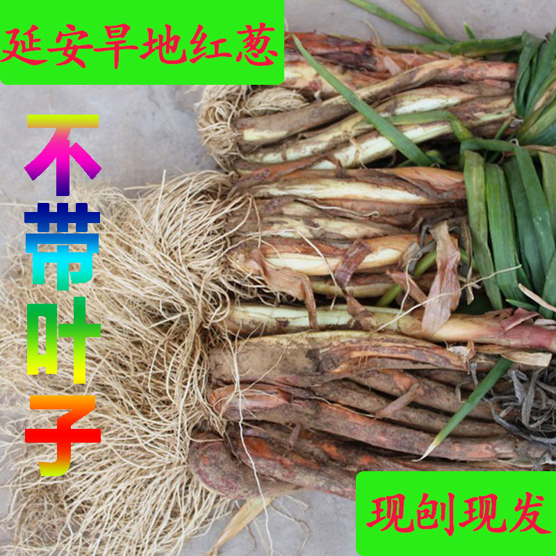 陕西延安陕北葱旱地红皮葱山地红葱新鲜大葱炖羊肉去腥味10斤包邮