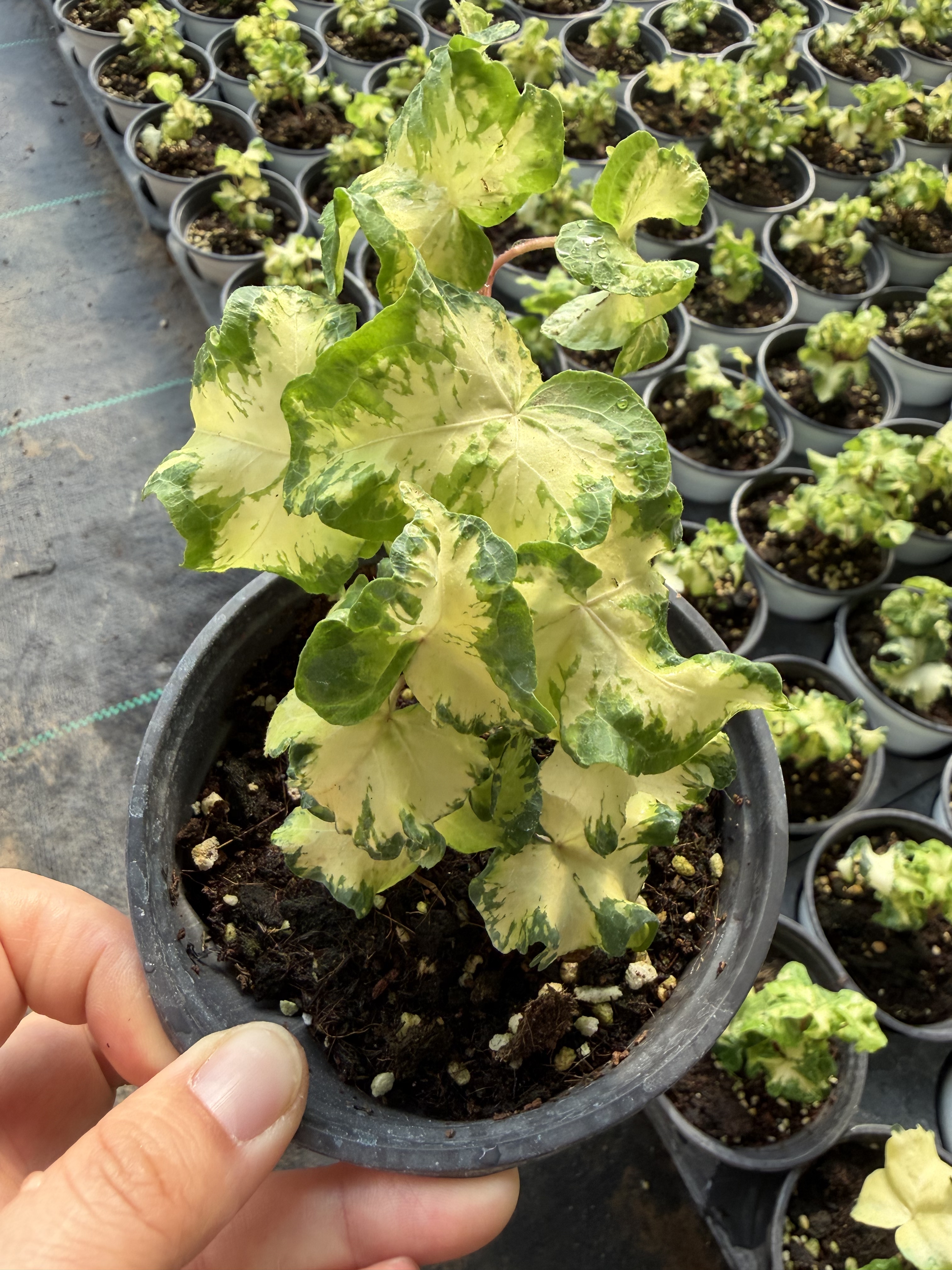 老花医热植月光灯常春藤绿植盆栽桌面绿植