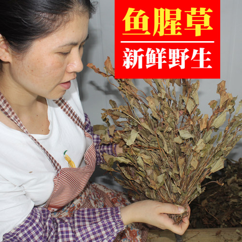 新鲜干净无硫熏散装鱼腥草500g