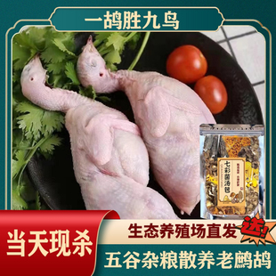 当天现杀鹧鸪新鲜肉活鸟飞龙鸟嘎嘎鸡鸟新鲜食用农家放养鹧鸪鸟肉