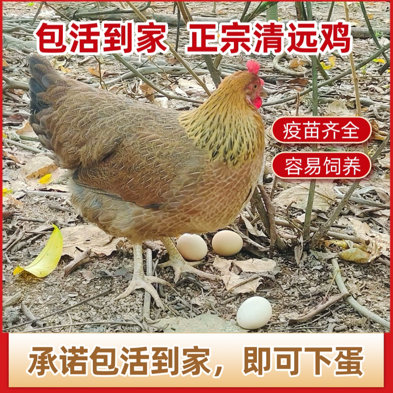 （回家就下蛋）正宗广东清远鸡麻整鸡/整鸡制品