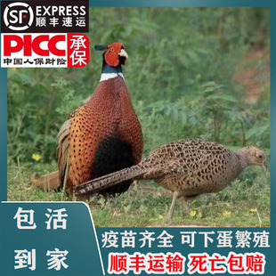 农家散养七彩山鸡活体 可下蛋繁殖珍珠鸡土吃草鸡  顺丰送货上门