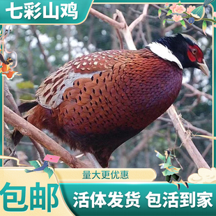 七彩山鸡活体  农家散养稚鸡珍珠鸡土鸡观赏鸡可下蛋繁殖包活到家