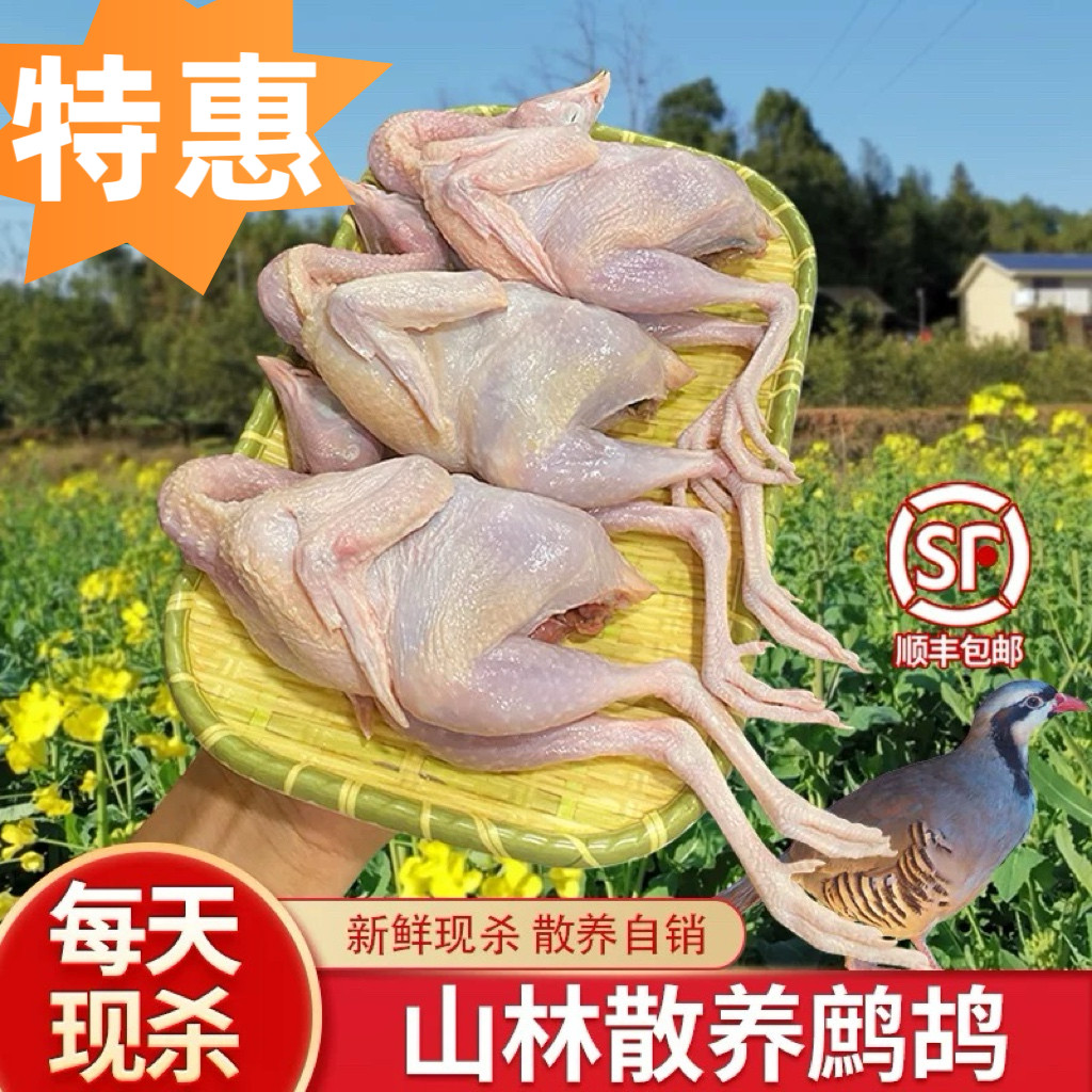 老鹧鸪鸟活体现杀生鲜鸟肉嘎嘎鸡乳鸽
