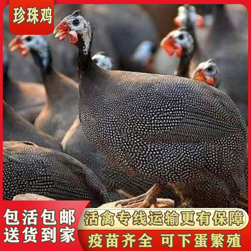 散养珍珠鸡活体一对  吃草鸡宠鸡物七彩山鸡农土鸡包邮包活到家