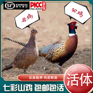 可下蛋繁殖  散养七彩山鸡活体 农家土鸡珍珠鸡贵妃鸡月子鸡送礼