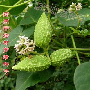 萝藦种子呆瓜羊婆奶爬藤植物老瓜瓢摩罗天浆壳科老鸹瓢奶浆草
