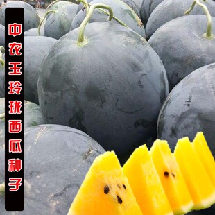 黄瓤礼品小西瓜种子高产早熟地雷蔬菜种水果种孑黑皮红瓤西瓜种籽