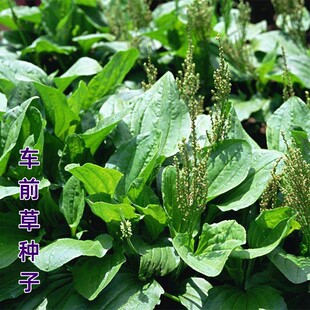 食用车前草种子平车前野菜四季播种中药阳台盆栽菜籽车前子种籽
