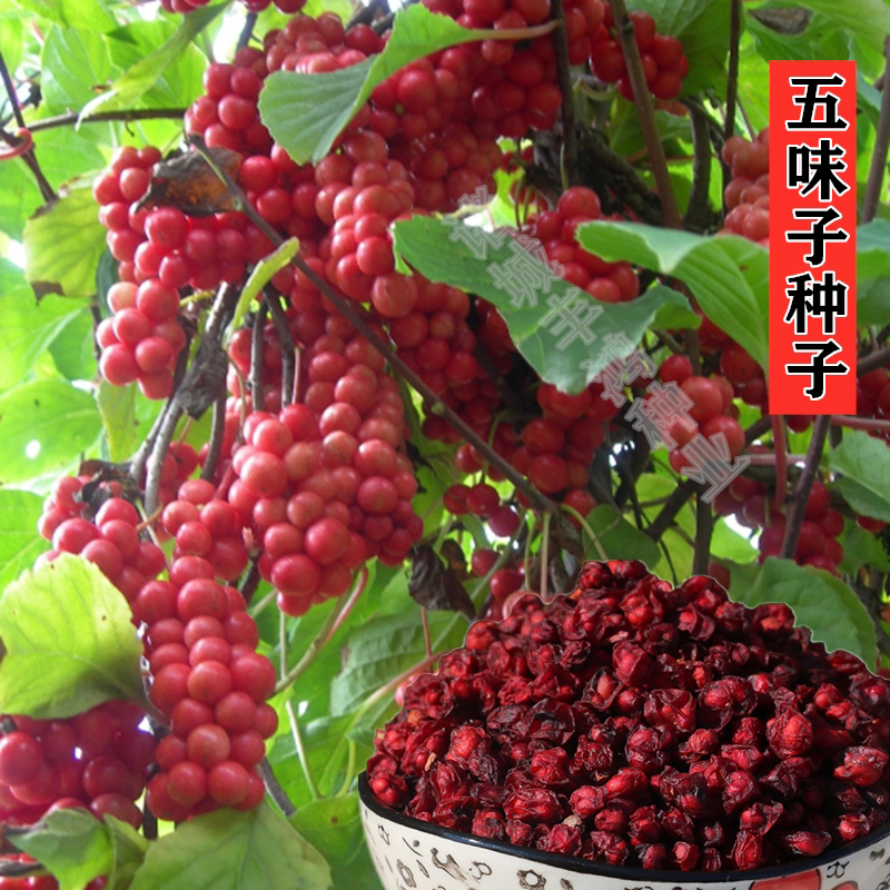 散装中药材树苗庭院种子图片