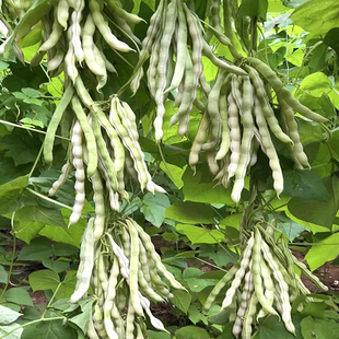 九粒白不老芸豆种籽摘不败高产扁芸豆豆角子早熟打架四季豆蔬菜孑