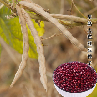 早熟大粒红小豆种子四季红小豆种子四季农家五谷杂粮红豆绿豆种子