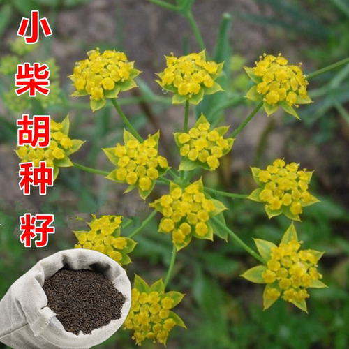 柴胡种子中药材种子地熏茹草茈胡山菜 中草药小柴胡种子北柴胡种