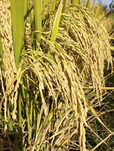泰优农39长粒优质稻米杂交稻籼稻水稻优质谷种一级米饭好吃高产谷
