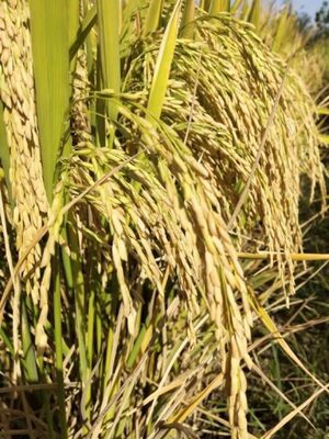 一级米饭好吃高产杂交水稻种子