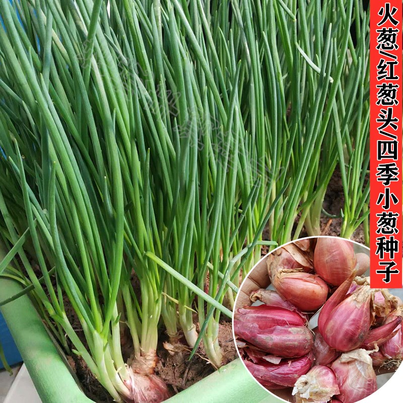 红葱头根小香葱种小葱种子火葱头葱种籽春秋冬季盆栽种孑火葱种子